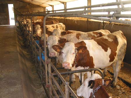 vaches à l'étable