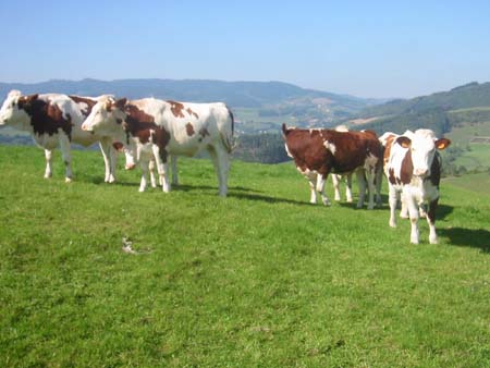 vaches au pré