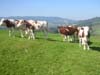 vaches au pré
