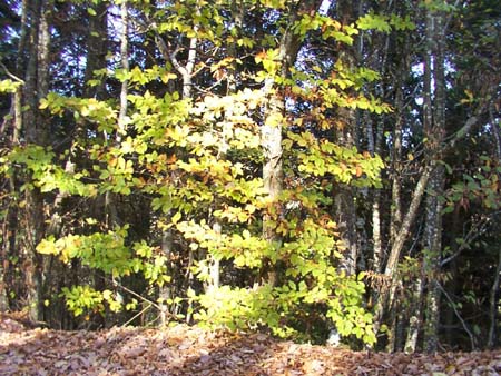 c11